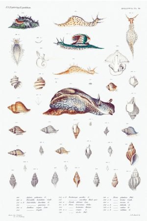 Different Type of Snails Poster print framed wall art