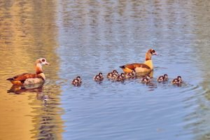 Duck Family Swimming poster print and framed canvas wall art