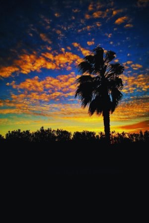 Flaming Sunset with Palm Silhouette poster and framed landscape canvas wall art