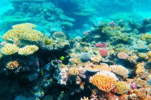 Great Barrier Reef Pictures Underwater Cairns Australia wall art framed poster and canvas print