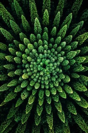 Green Forest Wall Art framed photography poster and canvas print