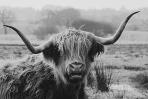 Highland Cow Wall Art For Bedroom Wall framed canvas art and picture poster print