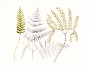 Horizontal Watercolor Fern Print Wall Art framed poster and canvas art