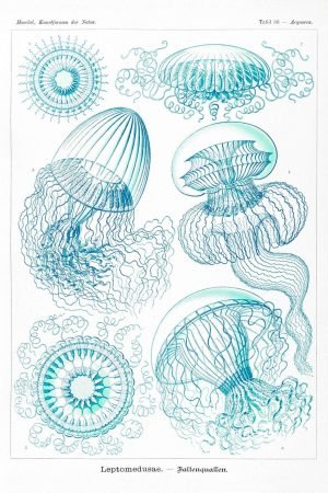 Jellyfish Art Print Ernst Haeckel framed poster and canvas wall art