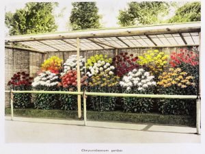 Kazumasa Ogawa Chrysanthemum Garden flowers photography poster print and framed canvas wall art