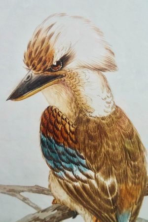 Kookaburra Watercolor Painting Art Print framed poster and canvas wall art