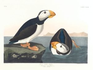 Large Billed Puffin John James Audubon vintage birds of america print canvas wall art and framed poster