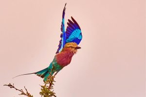 Lilac breasted Roller Bird picture poster and framed canvas wall art print