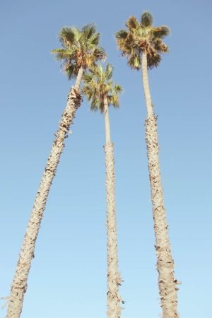 Long Palm Tree Poster print framed wall art