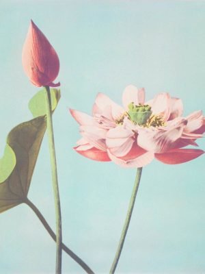 Ogawa Kazumasa Lotus Flowers Poster print and framed flower photography canvas wall art