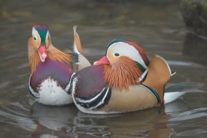 Mandarin Duck Couple print Feng Shui canvas wall art and framed poster print