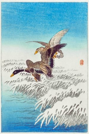 Pair of Ducks Flying Over Snowy Ohara Koson japanese bird panting woodblock canvas wall art and framed poster print