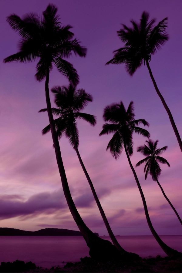 Palm Tree Silhouettes in Purple Sunset framed poster print and framed canvas wall art
