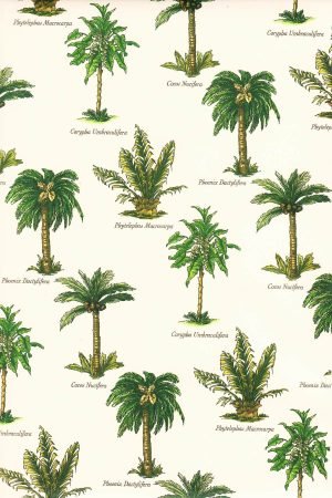 type of Palm Tree Varieties wall art framed poster and canvas art print