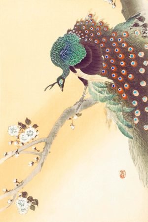Peacock on a Cherry Blossom Tree Ohara Koson bird prints