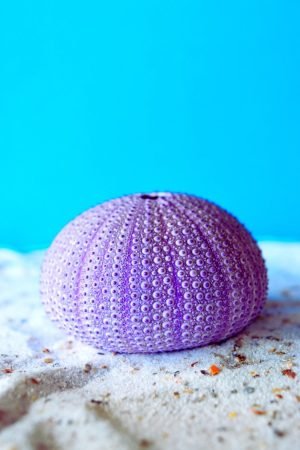 Purple Shell Sea Urchin print framed picture poster and canvas wall art
