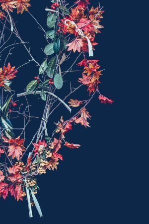 Red and Green Leaf Plant Poster Print and framed canvas wall art