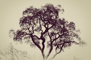 Retro Live Oak Tree Photo poster print and canvas wall art