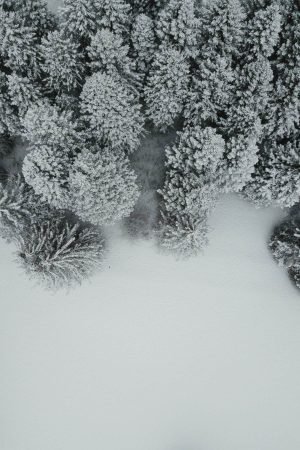 Snowy Pine Trees picture print framed poster and canvas wall art