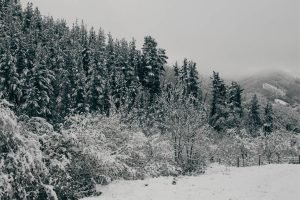 Snowy Trees Landscape Photography Poster print and framed canvas wall art