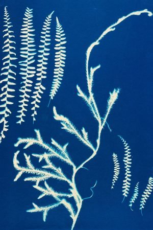 Spleenwort and Moss Wall Art canvas and framed poster print