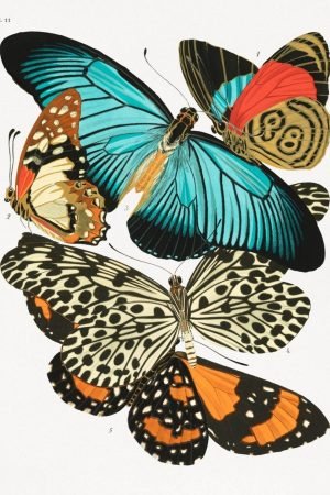 EA Seguy Vintage Butterflies (papillons) framed canvas wall art and poster print