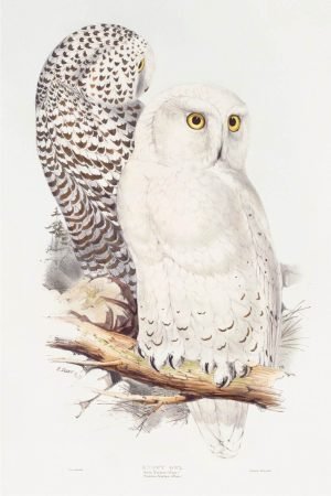 Vintage White snowy Owls Artwork Print John Gould canvas wall art and framed poster