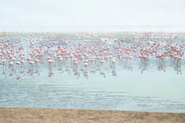 Walvis Bay Flamingos Season poster print and framed bird nature landscape canvas wall art