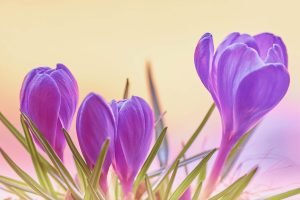 Wild Purple Crocus Flowers wall art photography canvas and framed poster print