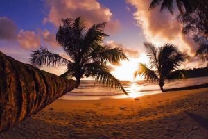 Beach Sunset Palm Tree Canvas Wall Art