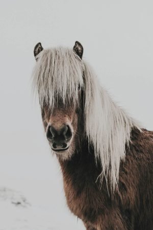 Beautiful Icelandic Horse Print Framed Poster and Canvas Wall art