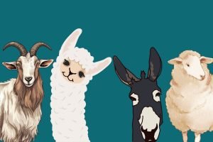 Donkey Llama Goat Sheep Canvas Wall Art and Framed Poster Print