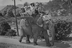 Elephant Ride at Wellington Zoo black and white photography Poster print, framed canvas wall art