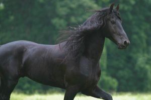 Friesian Horse Picture print framed poster and canvas wall art