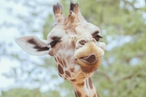 Giraffe Sticking out Tongue photo Print framed poster and canvas wall art
