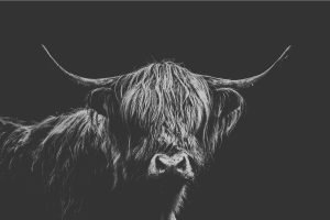 Long Haired Highland Cow Photo Black And White Canvas Print And Framed Poster