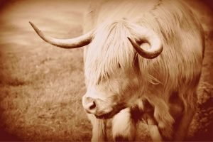 Sepia Highland Cow Close Up poster print and framed canvas wall art