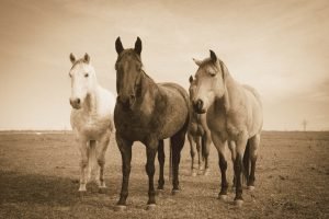 Sepia Horses Photo print canvas wall art and framed poster