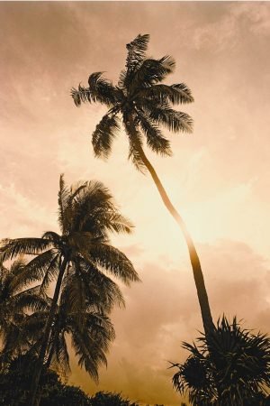 Sepia Palm Trees print framed poster and canvas wall art