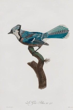 Vintage Blue Jay Art Print Jacques Barraband framed poster and canvas wall art