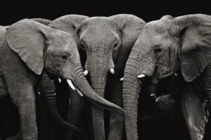 Framed 3 Elephants Picture with black background wall art, poster and canvas print