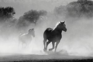 Black and White Herd of Horses Running Canvas WAll Art and Framed Poster Print
