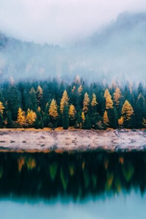 Coniferous Foggy Forest by the Lake Landscape Canvas Wall Art and Framed Poster Prnt