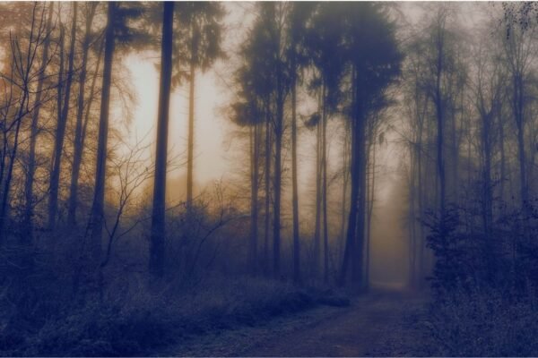 Foggy and Gloomy Forest Path Print, Photography framed poster and canvas wall art