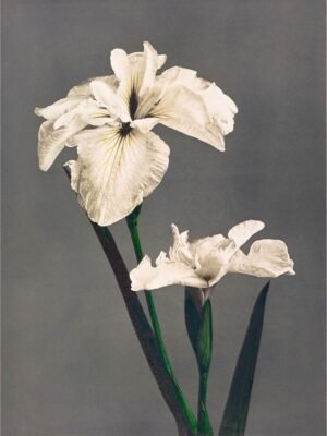 Iris Kæmpferi Japanese Flowers by Kazumasa Ogawa Art Print Canvas Wall art and Framed Poster