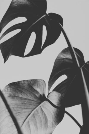 Monstera Leaf Black and White Art print