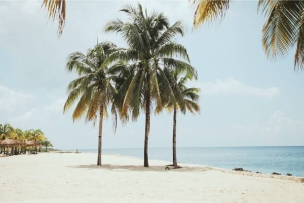 Three Palm Trees on a Sunny Beach Wall Art Framed Poster and Canvas Print