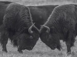 2 American Bison Fighting Black and White Wall Art Print, framed picture and canvas print