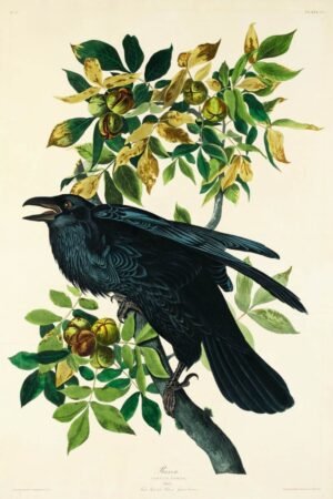 John James Audubon Raven Print, birds of america canvas wall art and framed poster