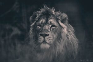 Framed Black and White Lion Face Close Up Canvas Print and Framed picture Poster